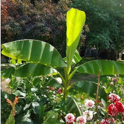 How to Grow Banana Plants Without Going Bananas