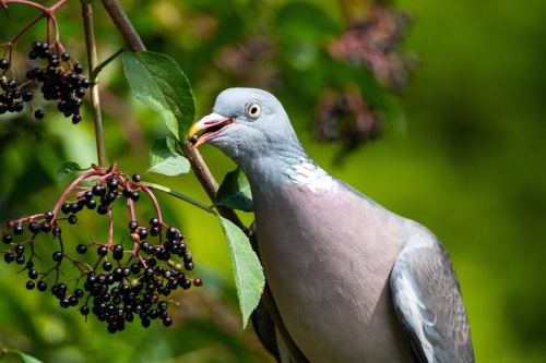 Keeping birds off fruit and vegetable plots. 