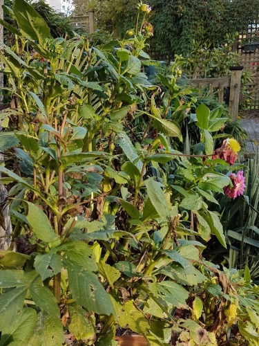 Preparing dahlias for winter