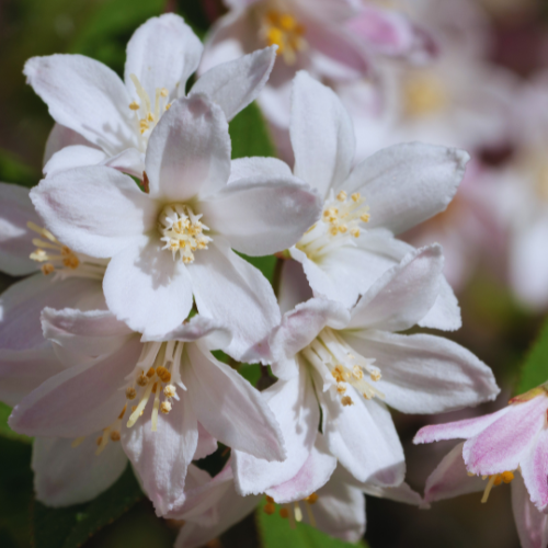 The Small Summer Gardening Jobs That Keep Your Garden Looking Its Best