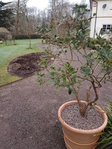 A new herbaceous Border