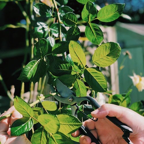 Pruning Roses