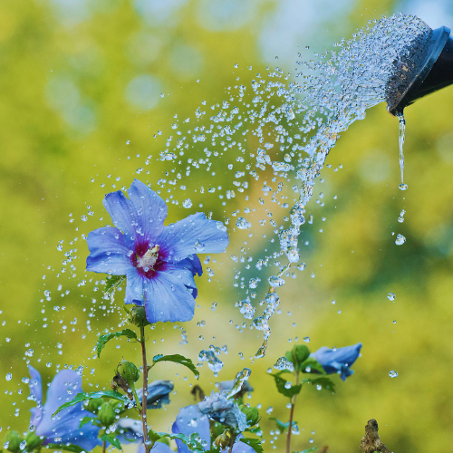 Hot Weather Gardening: The Tools That Make Summer Jobs Easier