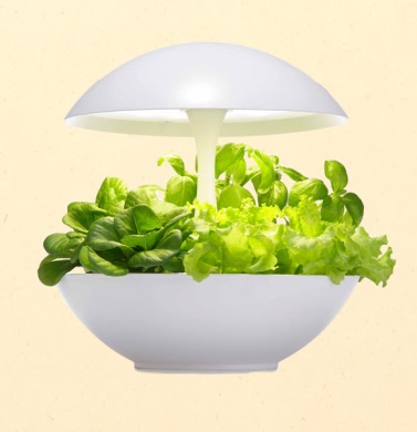 Home Hydroponic Kit - Akarina 01