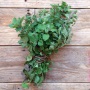 Greek Oregano