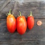 Tomato Sauce Seed Selection