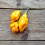 Hot Pepper Habanero Lemon seeds