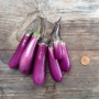 Aubergine Slim Jim Seeds