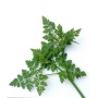 Common Anise 