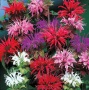 Panorama Mix Monarda (Bee Balm)