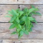 Mrs. Burns' Lemon Basil