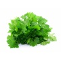 Parsley Gigante d'Italia Seeds